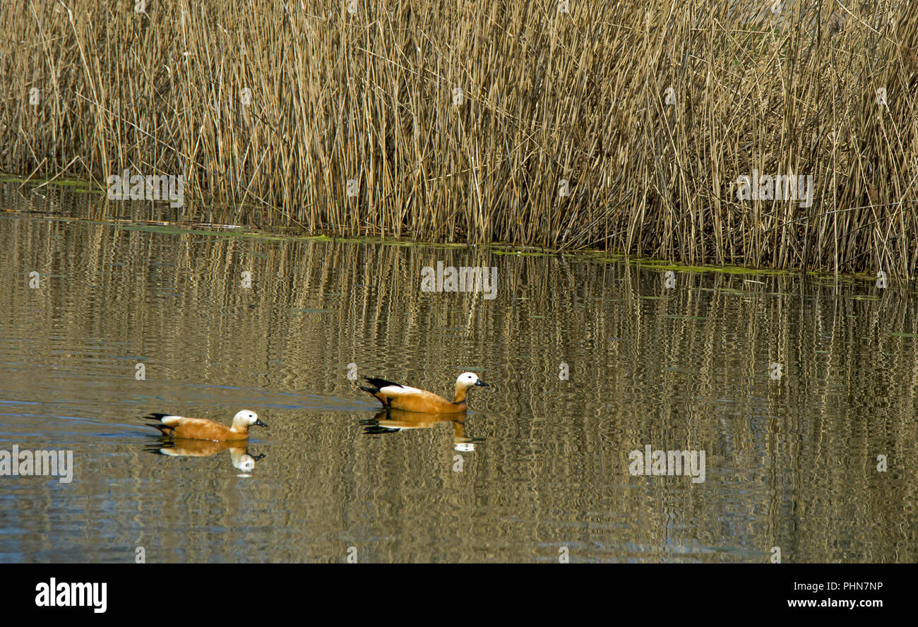 Casarca 'Tadorna ferruginea' Foto Stock