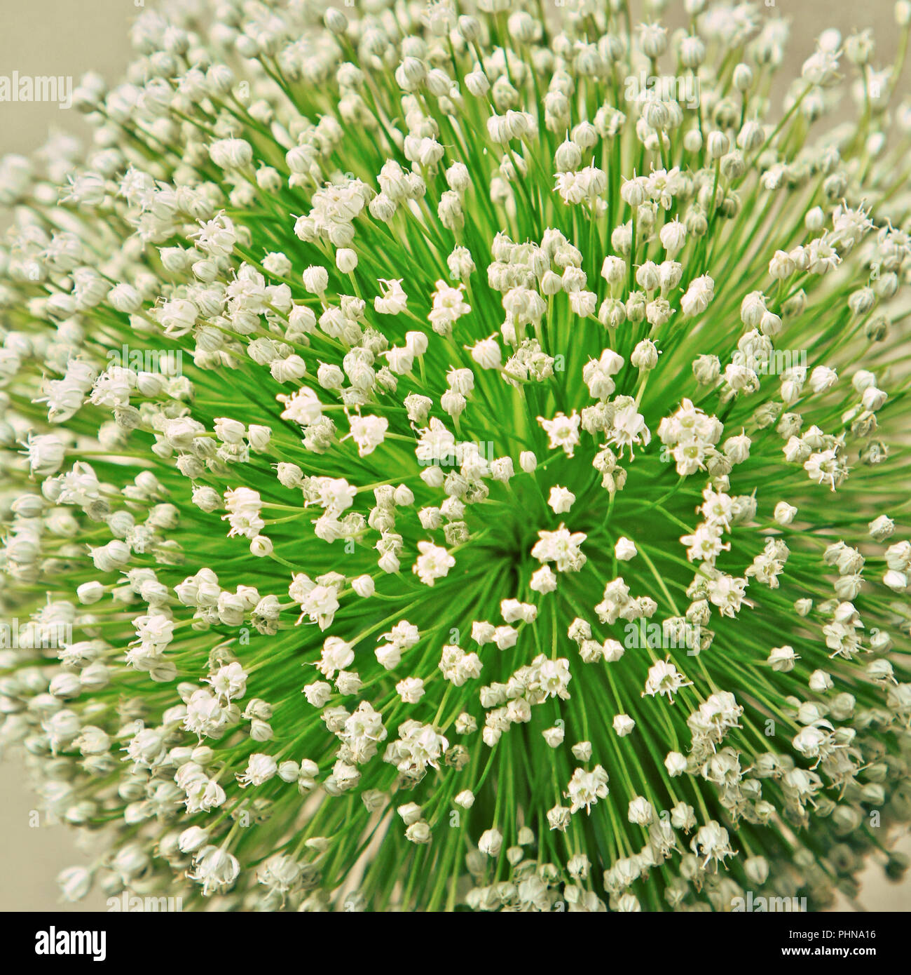 Onion flower closeup Foto Stock