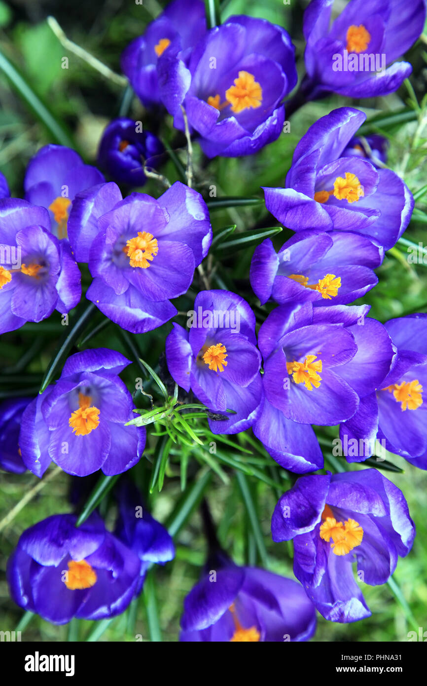 Fila di croco viola in primavera Foto Stock