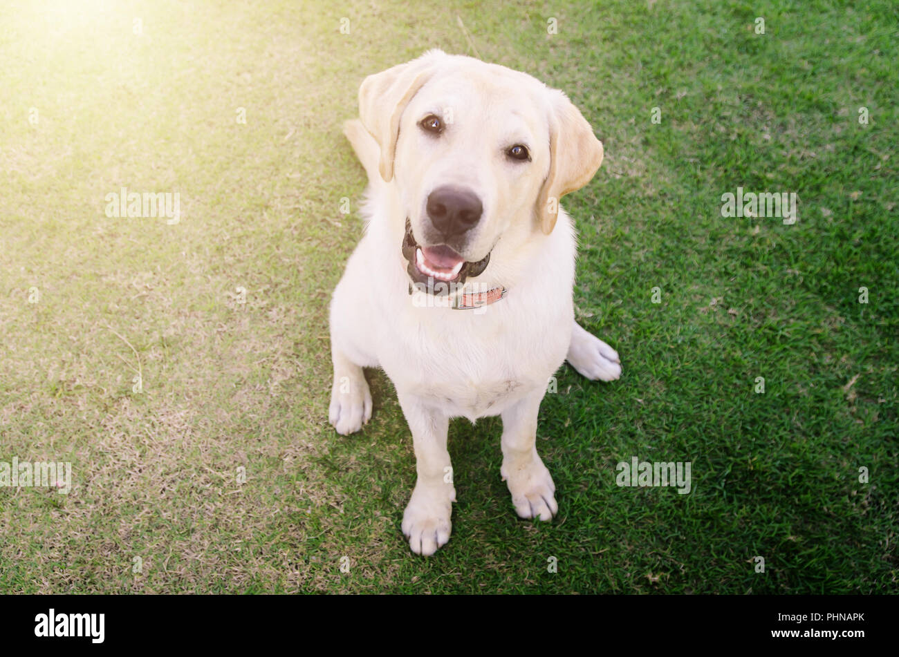 Cane giocando fuori sorrisi Foto Stock