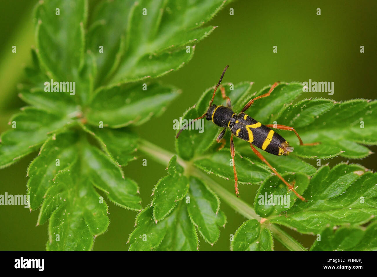 Wasp beetle Foto Stock