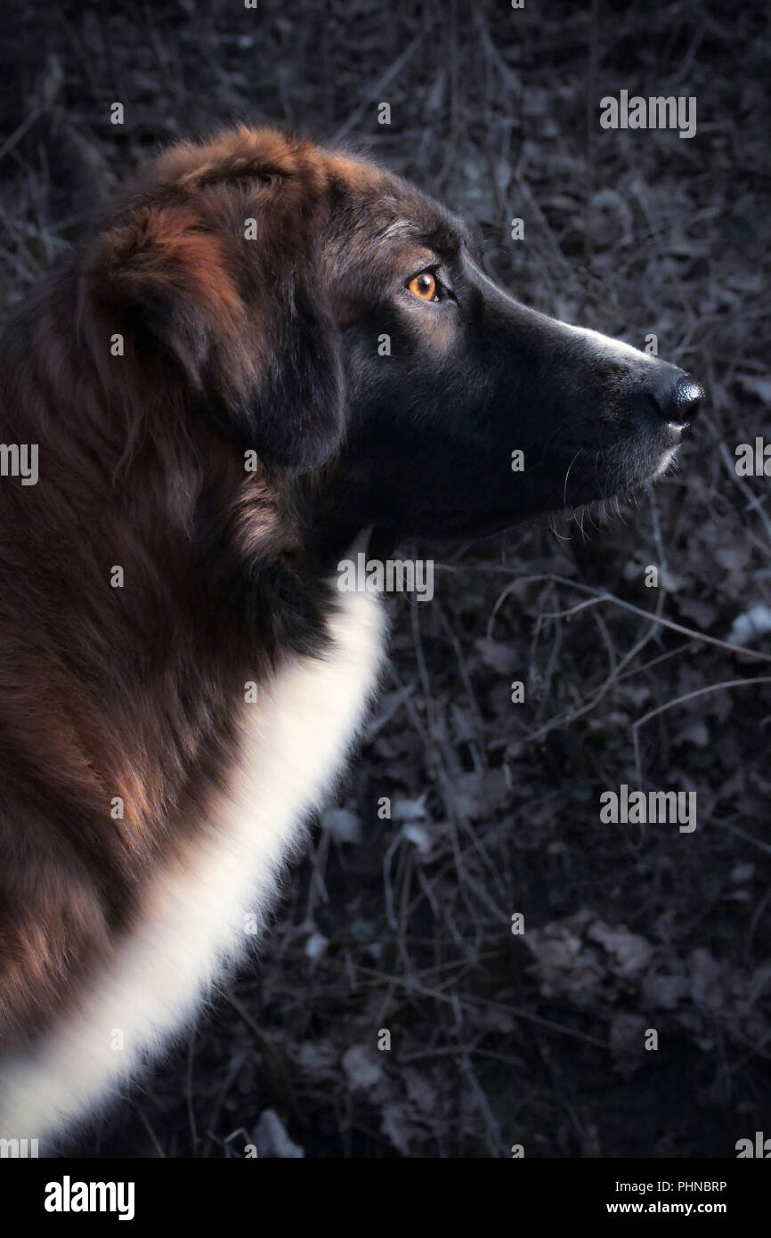 Tasto basso ritratto di una focalizzata cane da guardia Foto Stock
