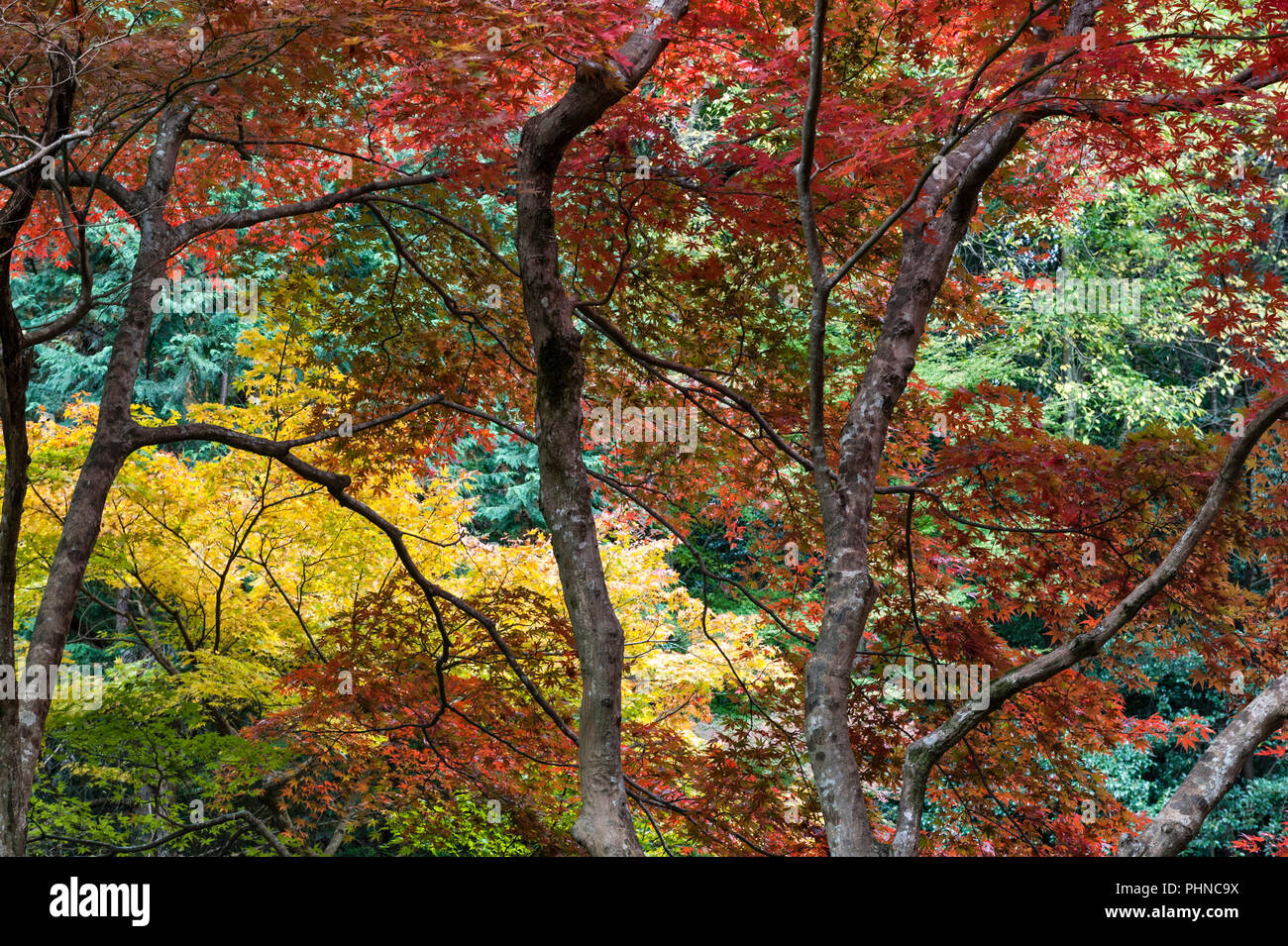 Il Nanzen-ji tempio complesso, Kyoto, Giappone. Vivacemente colorato fogliame di autunno nei giardini di Nanzen-in tempio zen Foto Stock