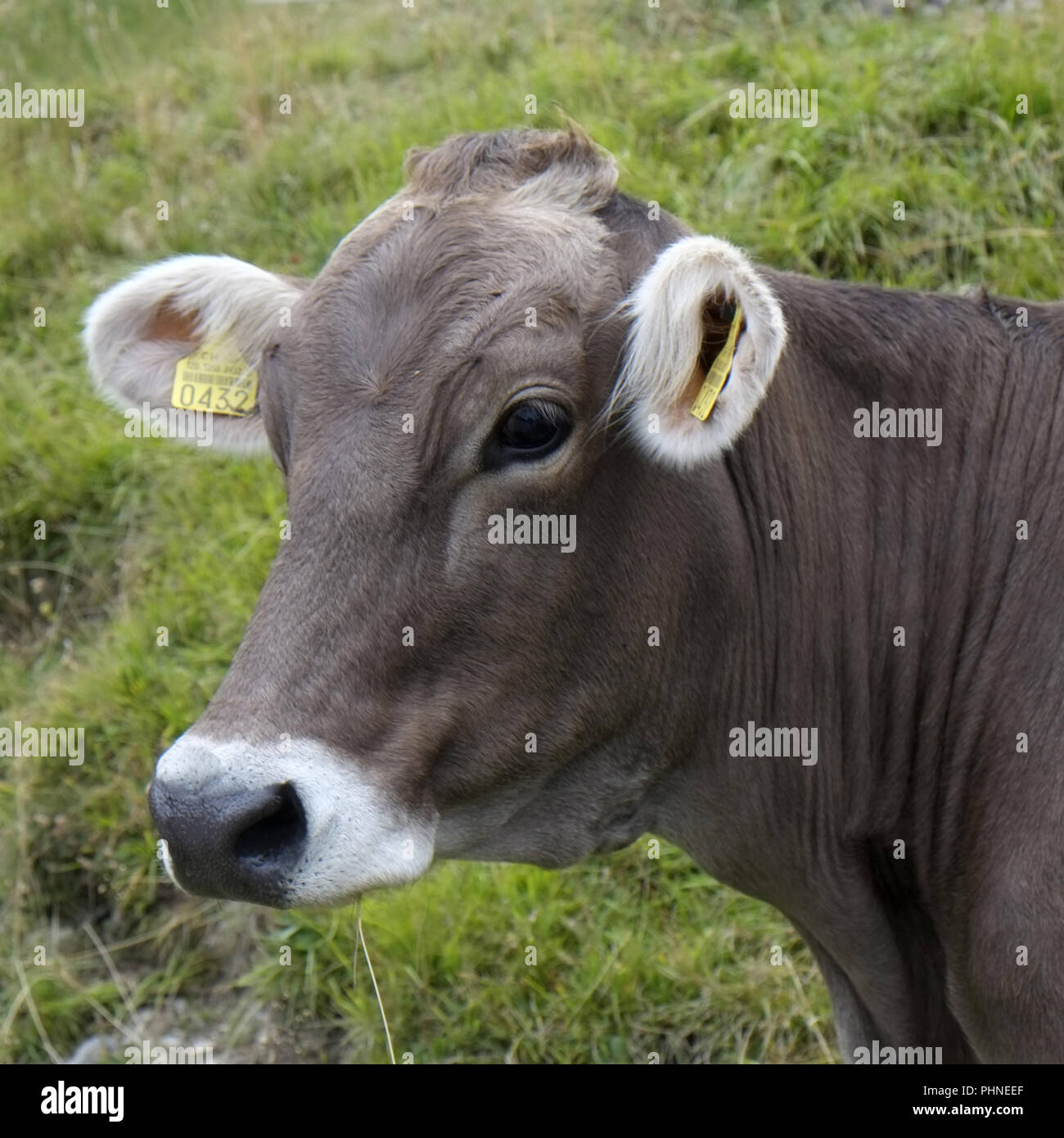 Mucca su un pascolo alpino Foto Stock