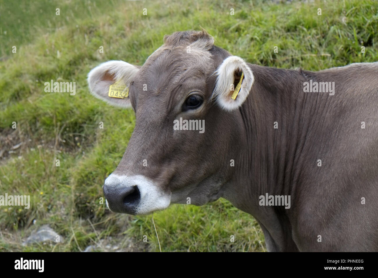 Mucca su un pascolo alpino Foto Stock
