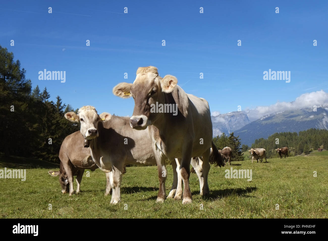 Mandria di mandrie sul pascolo alpino Foto Stock