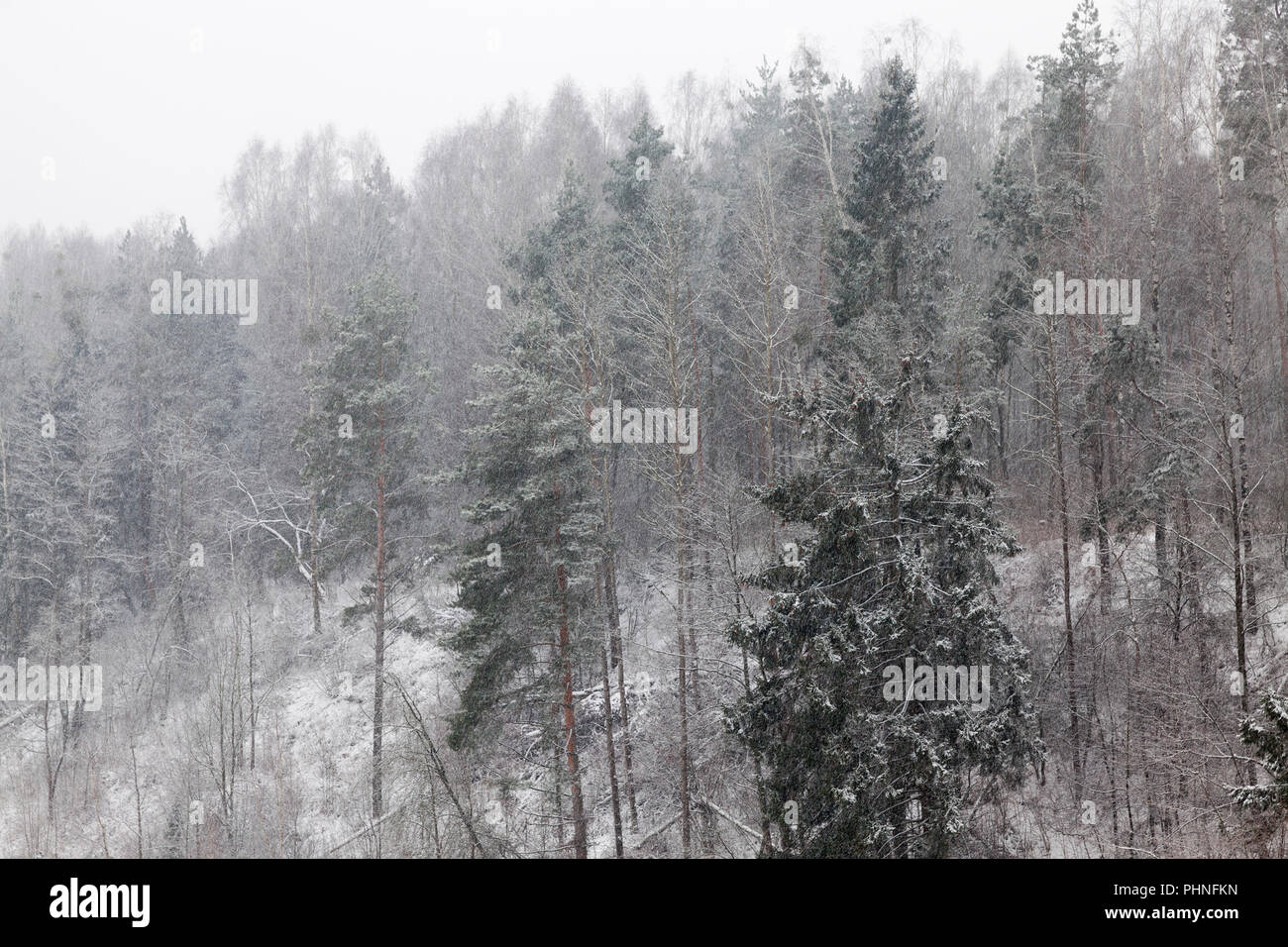 Stagione invernale sullo sfondo del quale la caduta di fiocchi di neve sono visto sotto forma di macchie e strisce, scarsa visibilità dovuta alla caduta di neve Foto Stock
