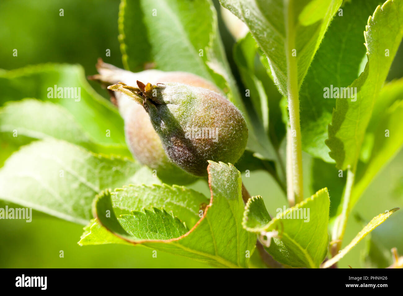 Giovani mele acide all'inizio della crescita, close-up su il melo dopo la fioritura e di ovaia di nuovi frutti di mele Foto Stock