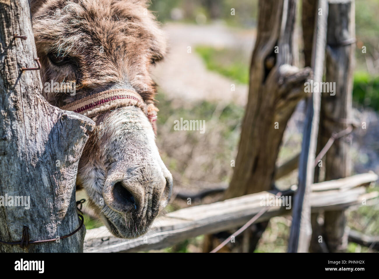 Triste asino close up Foto Stock