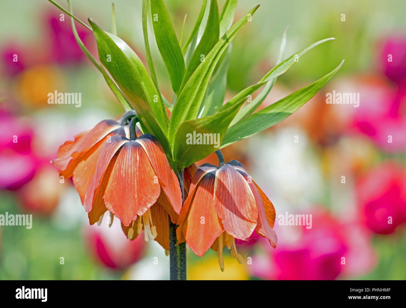 Crown giglio imperiale Fritillaria imperialis Foto Stock