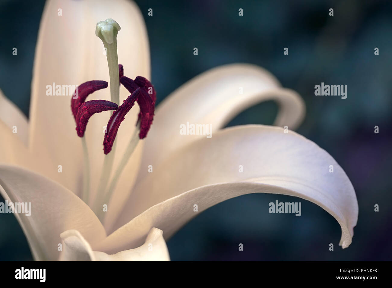 Giglio Bianco con fiore viola stame e timbro Foto Stock