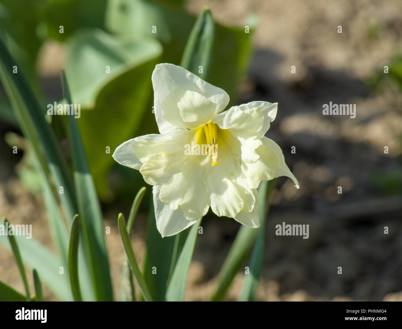 Fiore bianco su sfondo verde Foto Stock