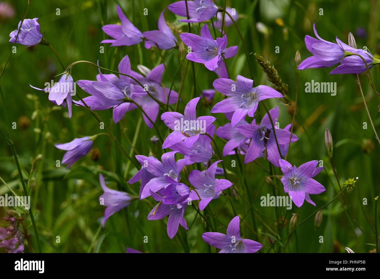 Diffondere la campanula; Foto Stock