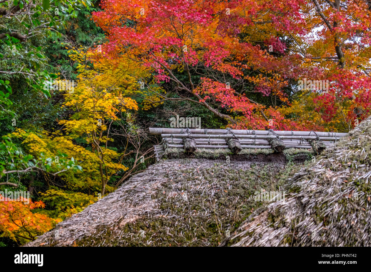Autunno in visita Konpuku-ji, Kyoto, Giappone Foto Stock