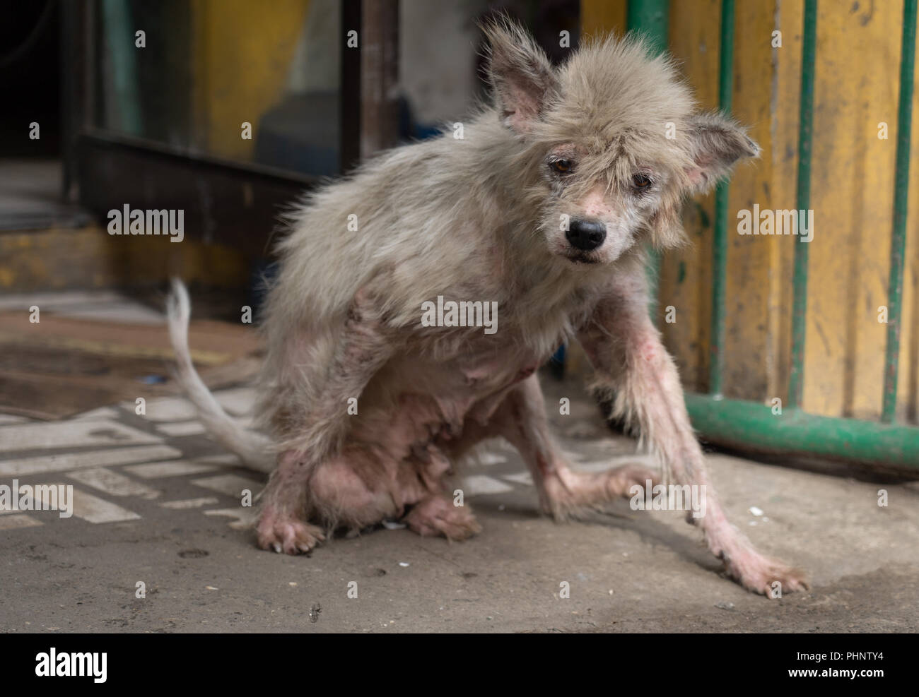 Un cane nelle Filippine che mostra segni di malattia della pelle. Foto Stock