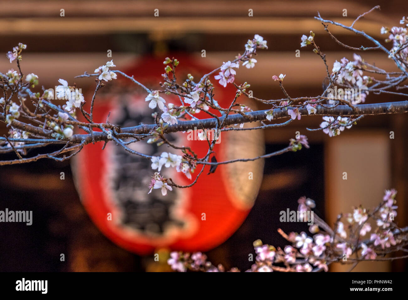 Autunno in visita Sekizan Zen-nel tempio, Kyoto, Giappone Foto Stock