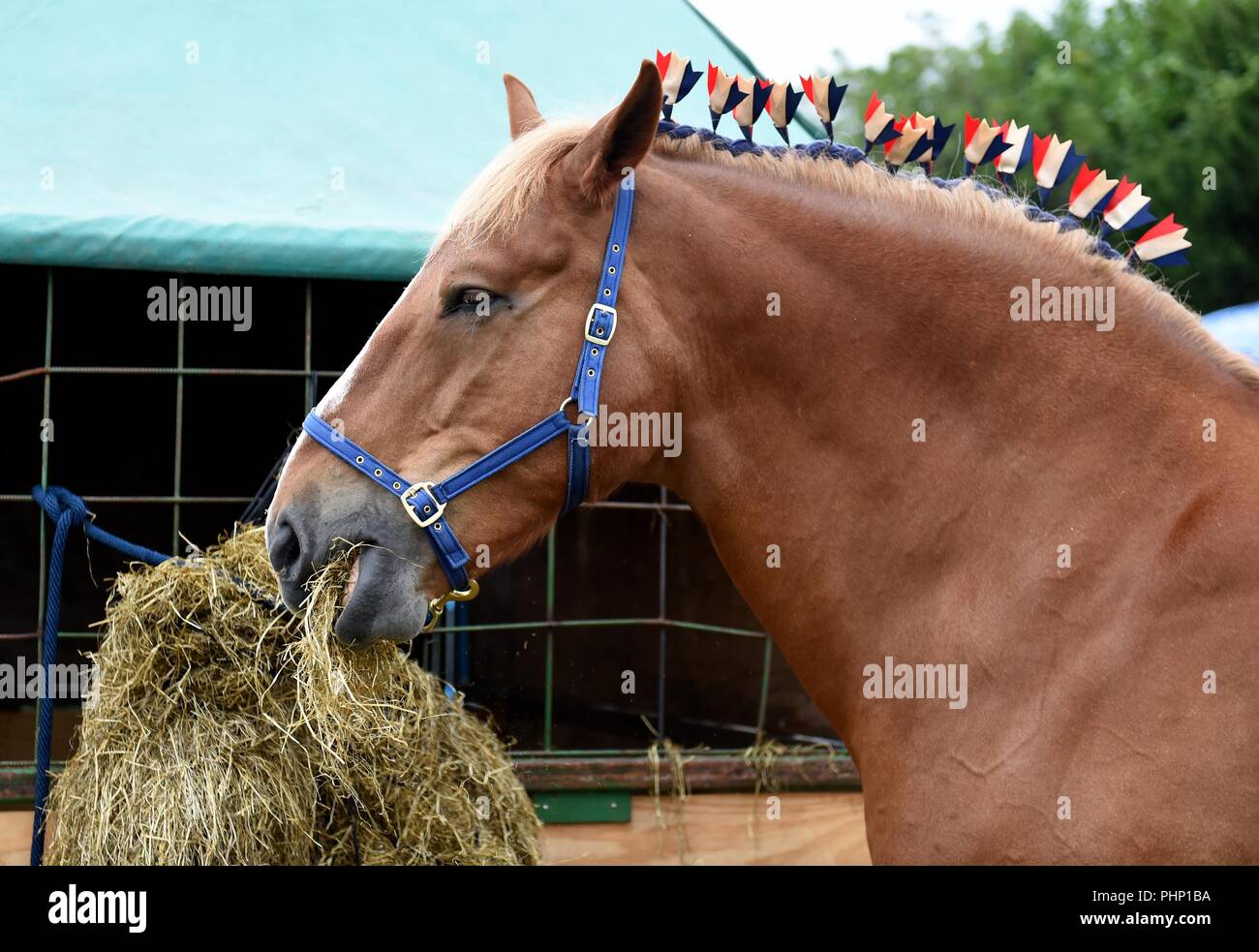 Dorchester Dorset, Regno Unito. 2° settembre 2018. Contea di Dorset visualizza, pesante cavallo ha un morso da mangiare. Credito: Finnbarr Webster/Alamy Live News Foto Stock