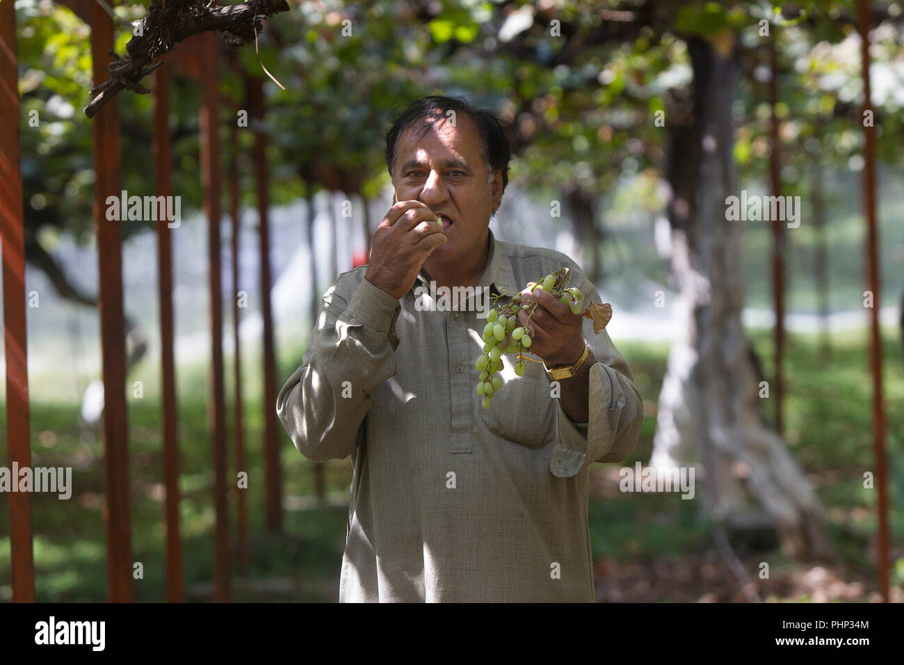 Srinagar, Indiano-controllato del Kashmir. 2 Sep, 2018. Un agricoltore condimenti uva in un campo durante la vendemmia di stagione in un villaggio nel distretto di Ganderbal, circa 35 km da Srinagar, la capitale estiva di Indiano-Kashmir controllata, Sett. 2, 2018. Credito: Javed Dar/Xinhua/Alamy Live News Foto Stock