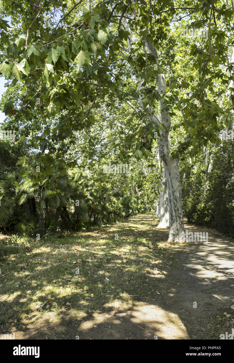 A piedi con un sacco di ombra tra fitti alberi e palme. Foto Stock