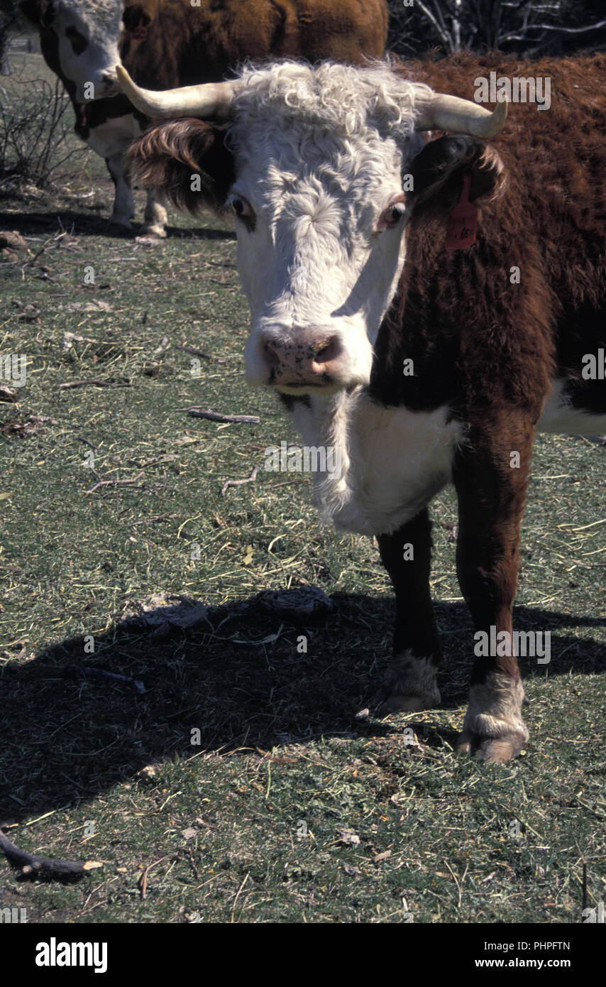 Hereford bovini da carne, Nuovo Galles del Sud, Australia Foto Stock