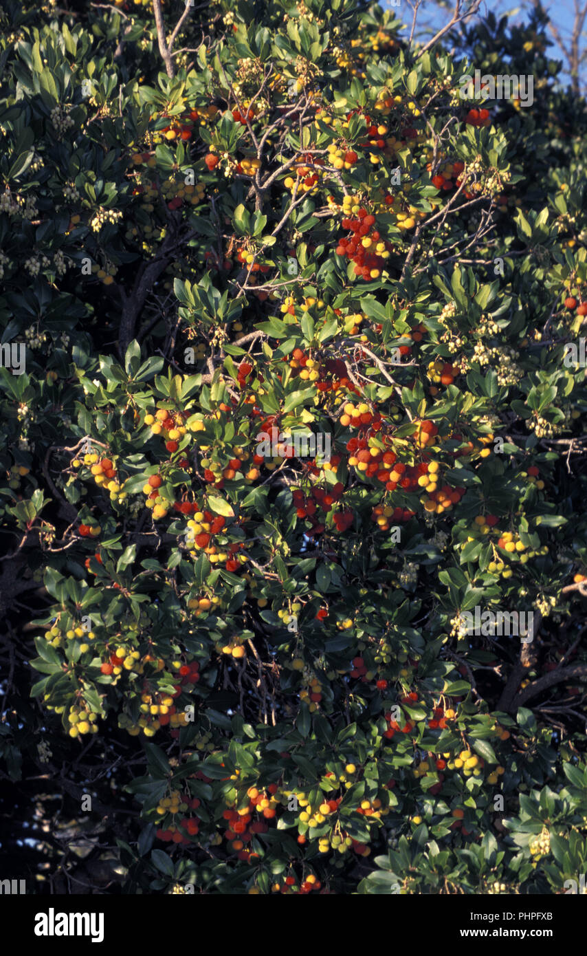 KILLARNEY O IRISH corbezzolo (Arbutus unedo) Foto Stock