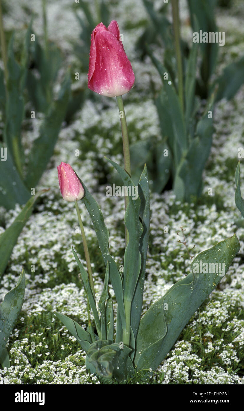 Close-up di tulipani rosa (Tulipa) Foto Stock