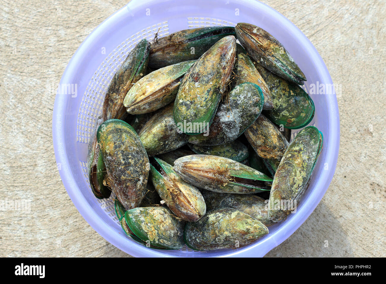 Perna canaliculus o noto come Nuova Zelanda verde-cozza con labbro Foto Stock