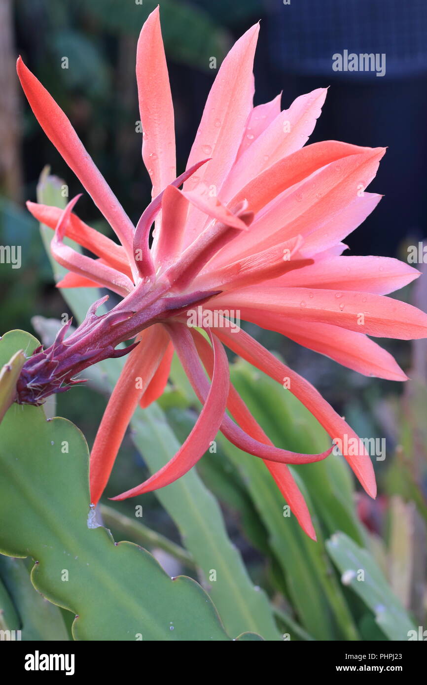 Close up Epiphyllum ackermannii o rosso Epiphyllum o noto come Orchid cactus Foto Stock