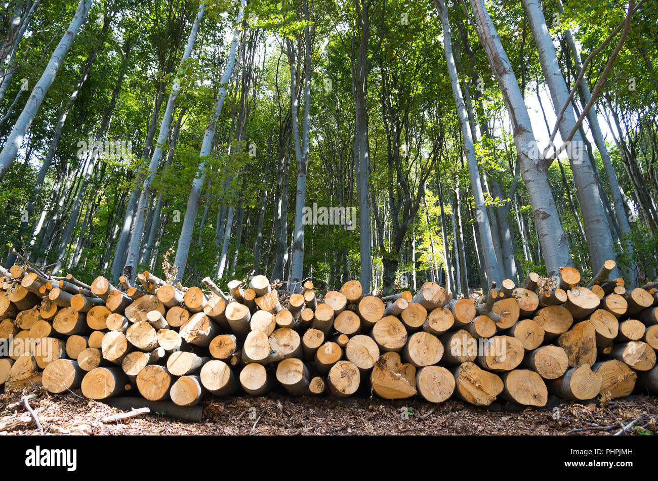 Bosco di Faggio. Pila di ciocchi di legna sul bordo della foresta. Foto Stock