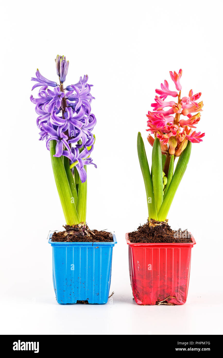 Giacinti in vasi da fiori isolati Foto Stock