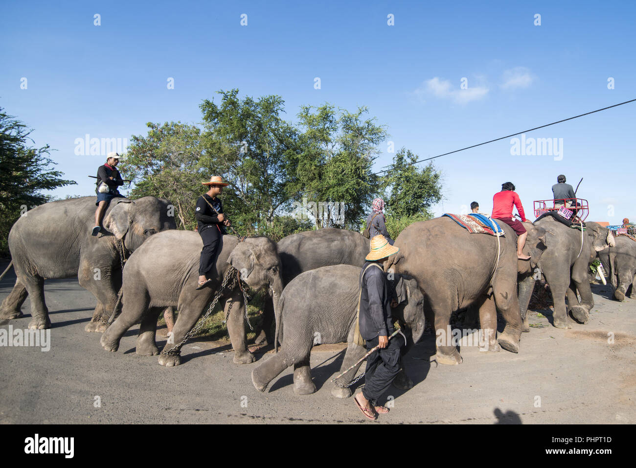 Thailandia ISAN SURIN ELEPHANT FESTIVAL ROUND UP Foto Stock