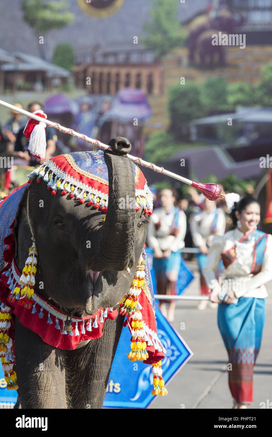 Thailandia ISAN SURIN ELEPHANT FESTIVAL ROUND UP Foto Stock
