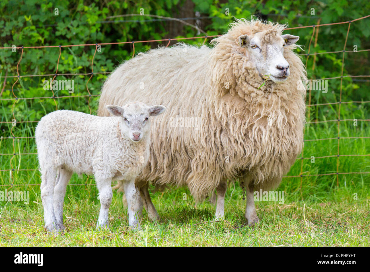 White madre Pecora con agnello neonato Foto Stock