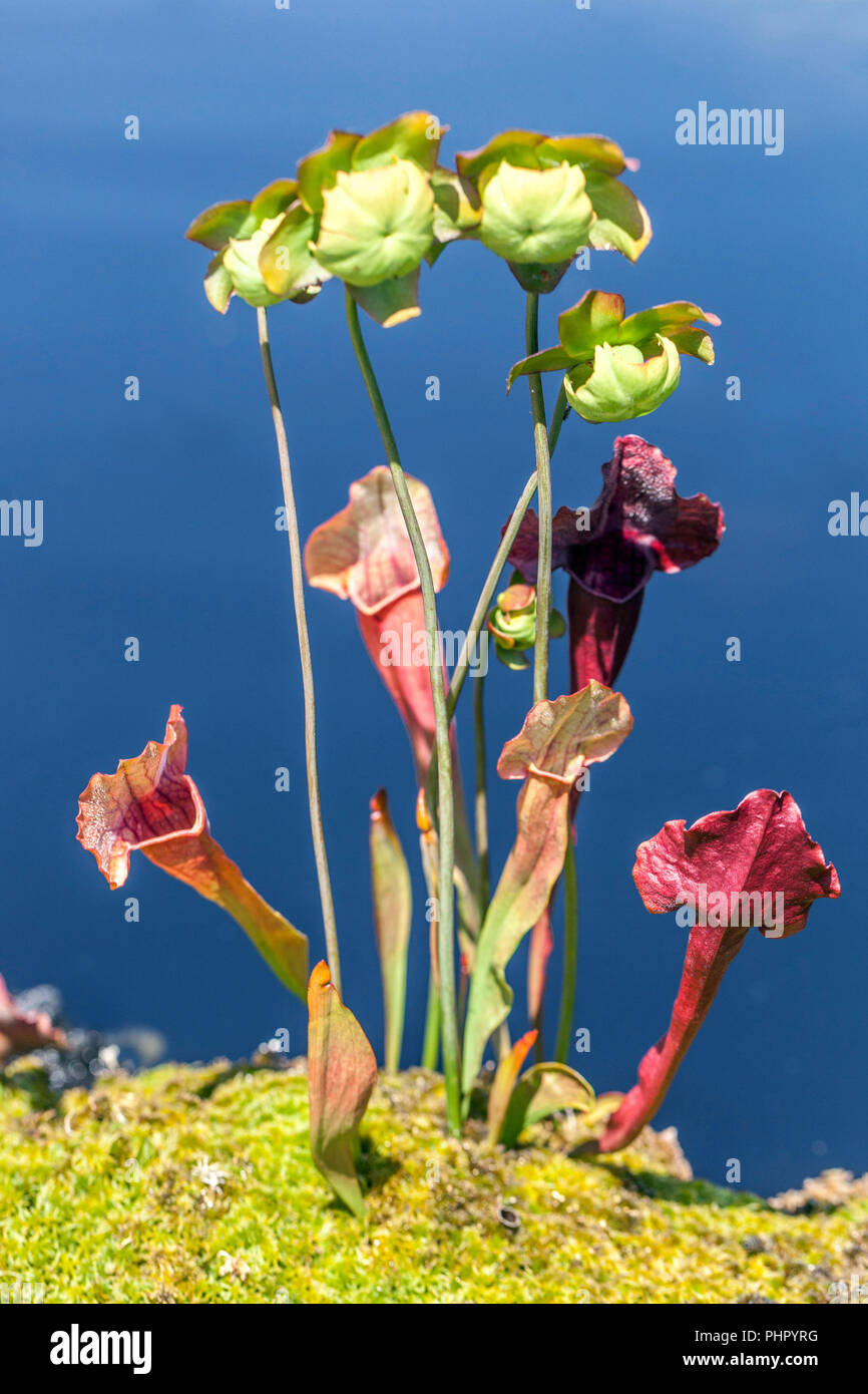 Dolce pianta brocca, Sarracenia rubra Foto Stock