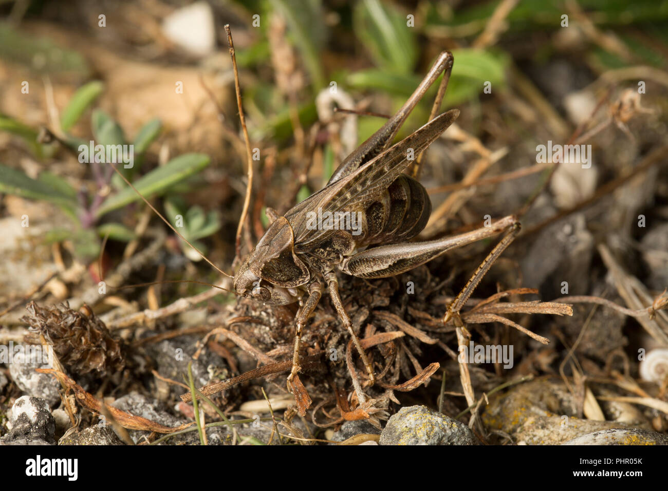 Una femmina grigio bush cricket, Platycleis albopunctata, utilizzando il suo ovipositor per deporre le uova durante la notte in terra asciutta patch vicino a una strada trafficata vicino all'Isola Foto Stock