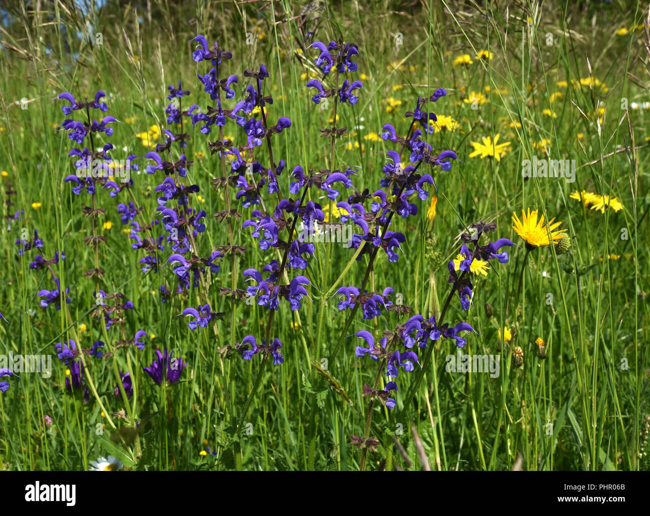 Meadow clary; Salvia pratensis; Foto Stock