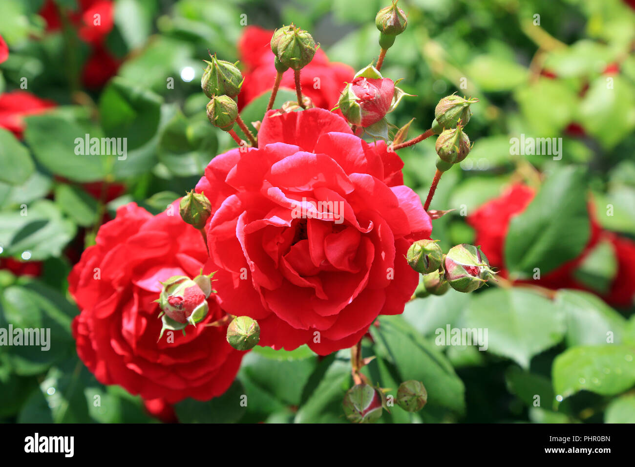 Red rambler rose con boccioli Foto Stock