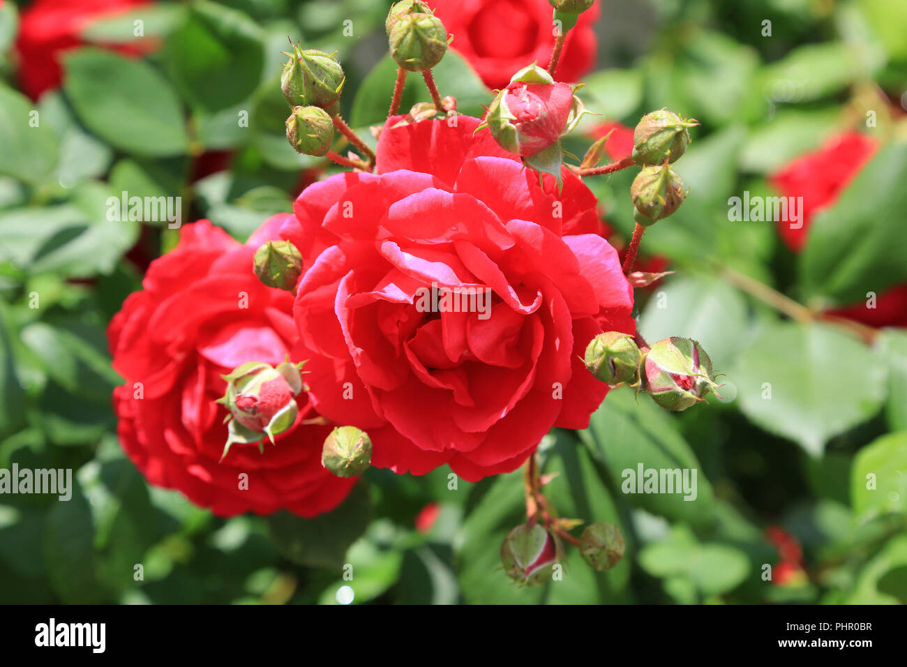 Red rambler rose con boccioli Foto Stock