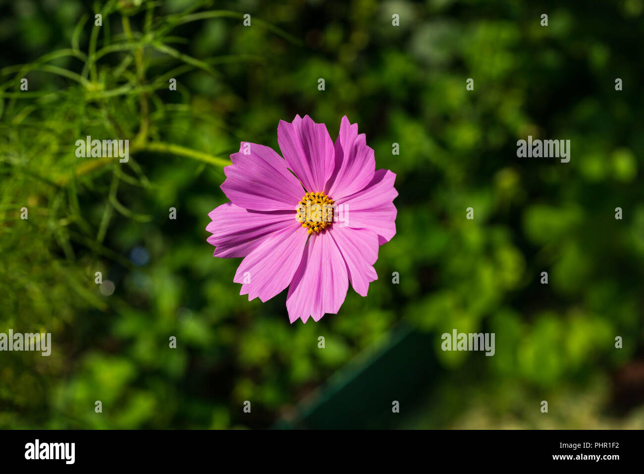 Un piccolo fiore rosa in fiore nel giardino Foto Stock