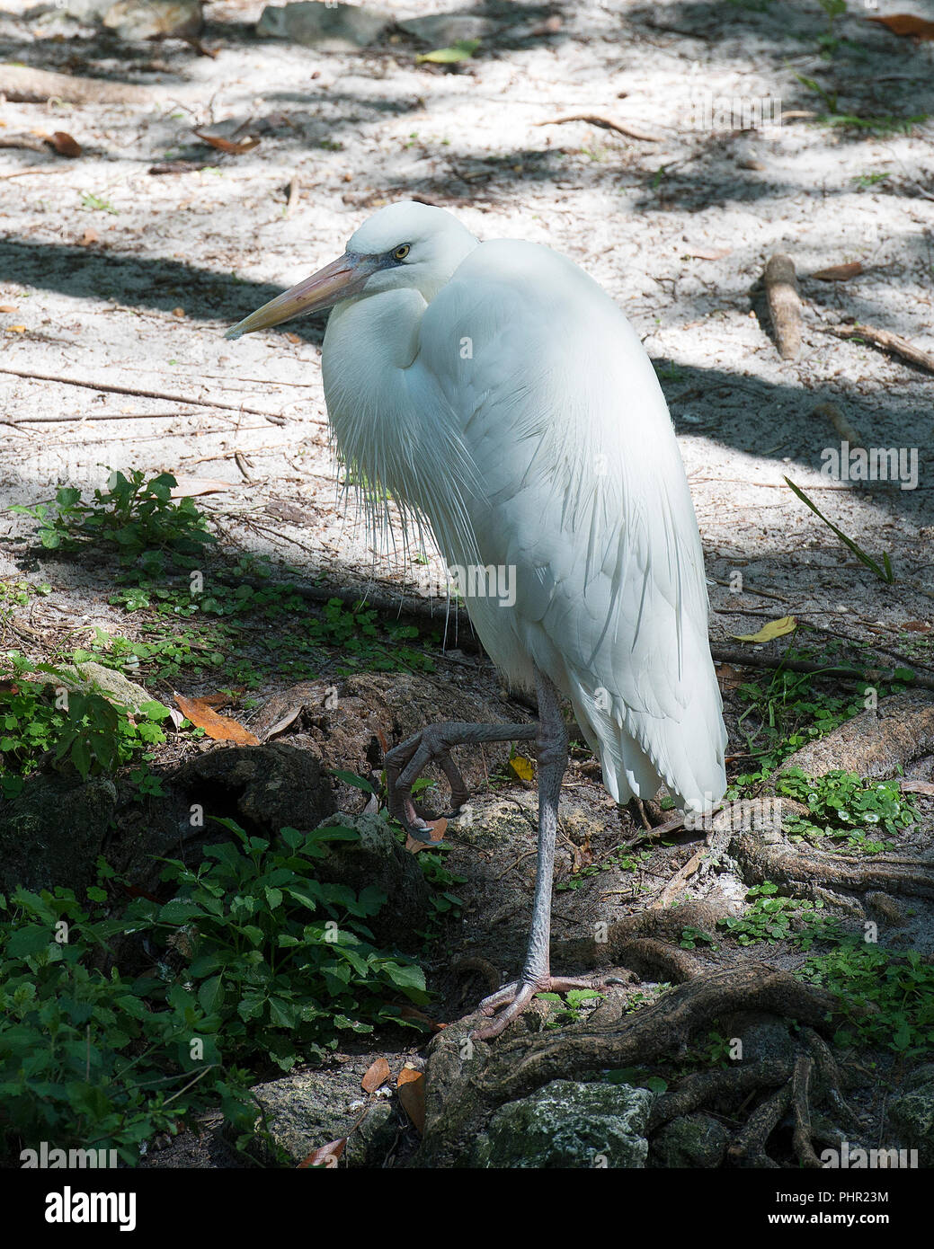 Airone bianco uccello nel suo ambiente. Foto Stock