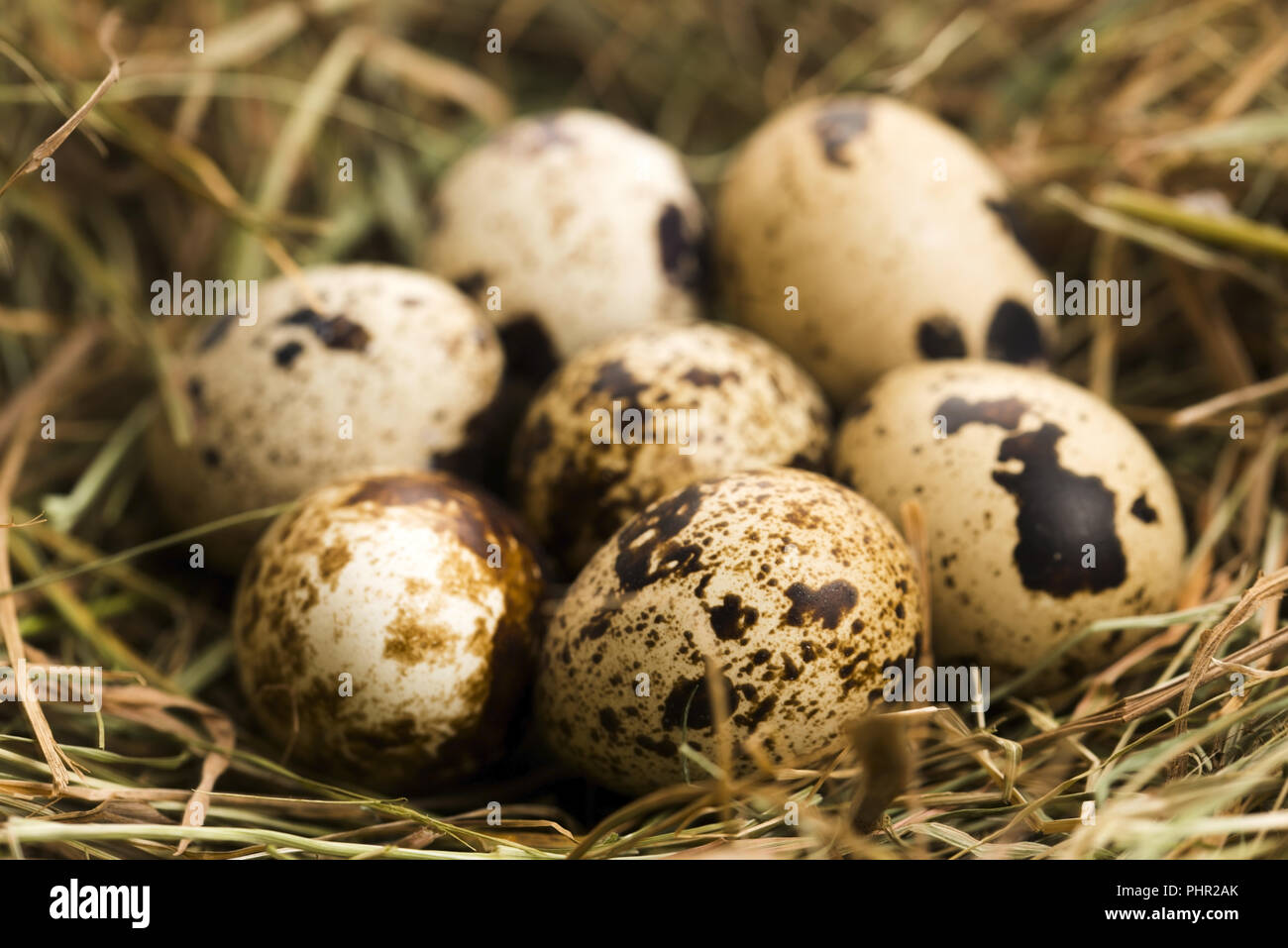 Uova di quaglia. Cibo delizioso Foto Stock