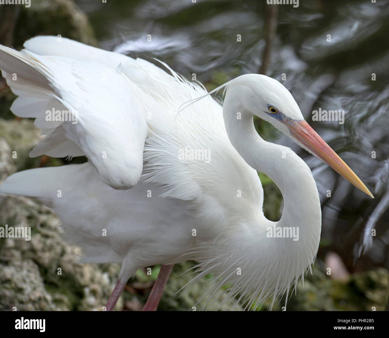 Airone bianco bird close-up vista di profilo dall'acqua la visualizzazione di ali spiegate, bella bianca piume, piumaggio soffice, becco, occhio, gambe con un bokeh di fondo Foto Stock