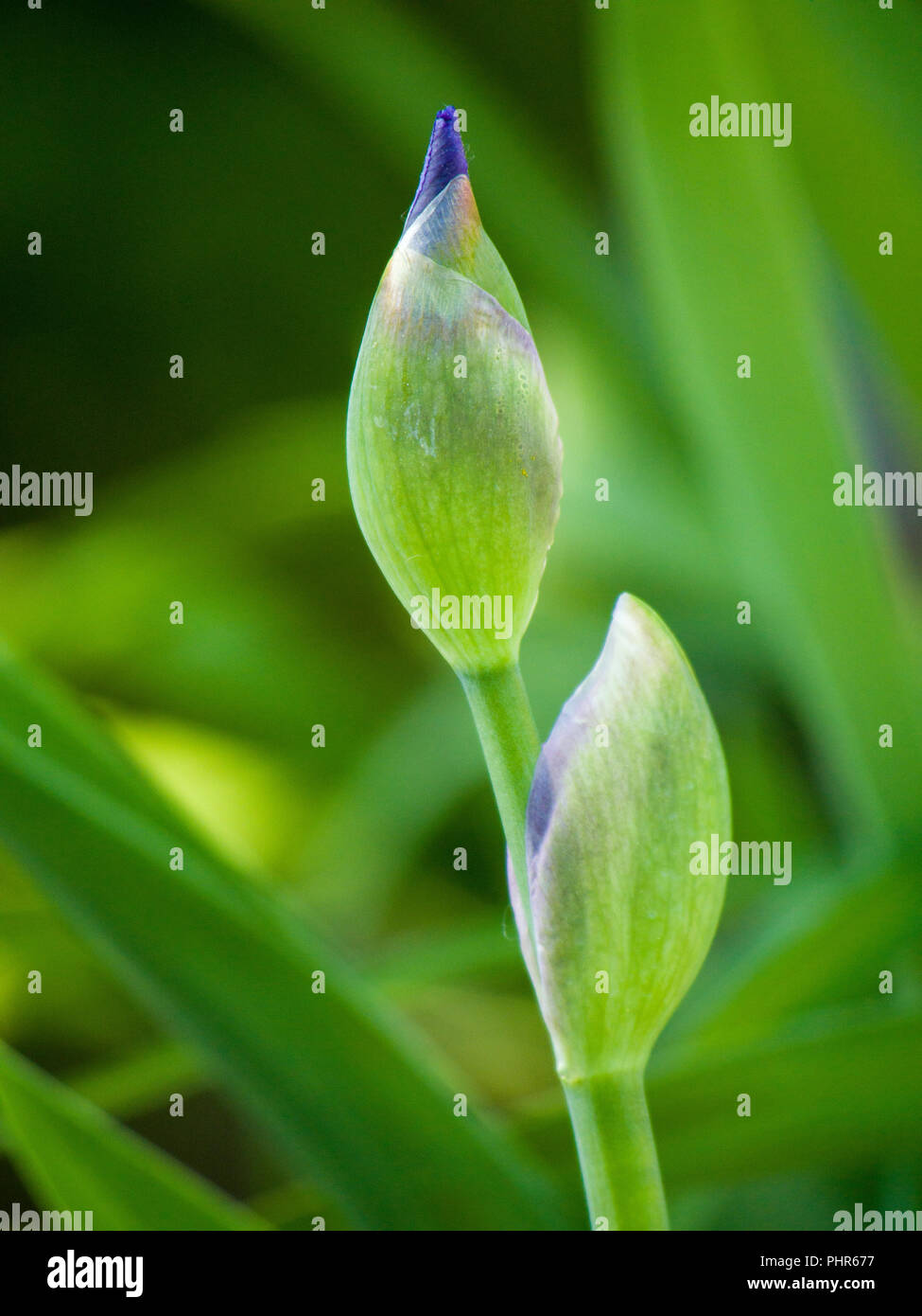 Blue tulip gemme su verde Foto Stock