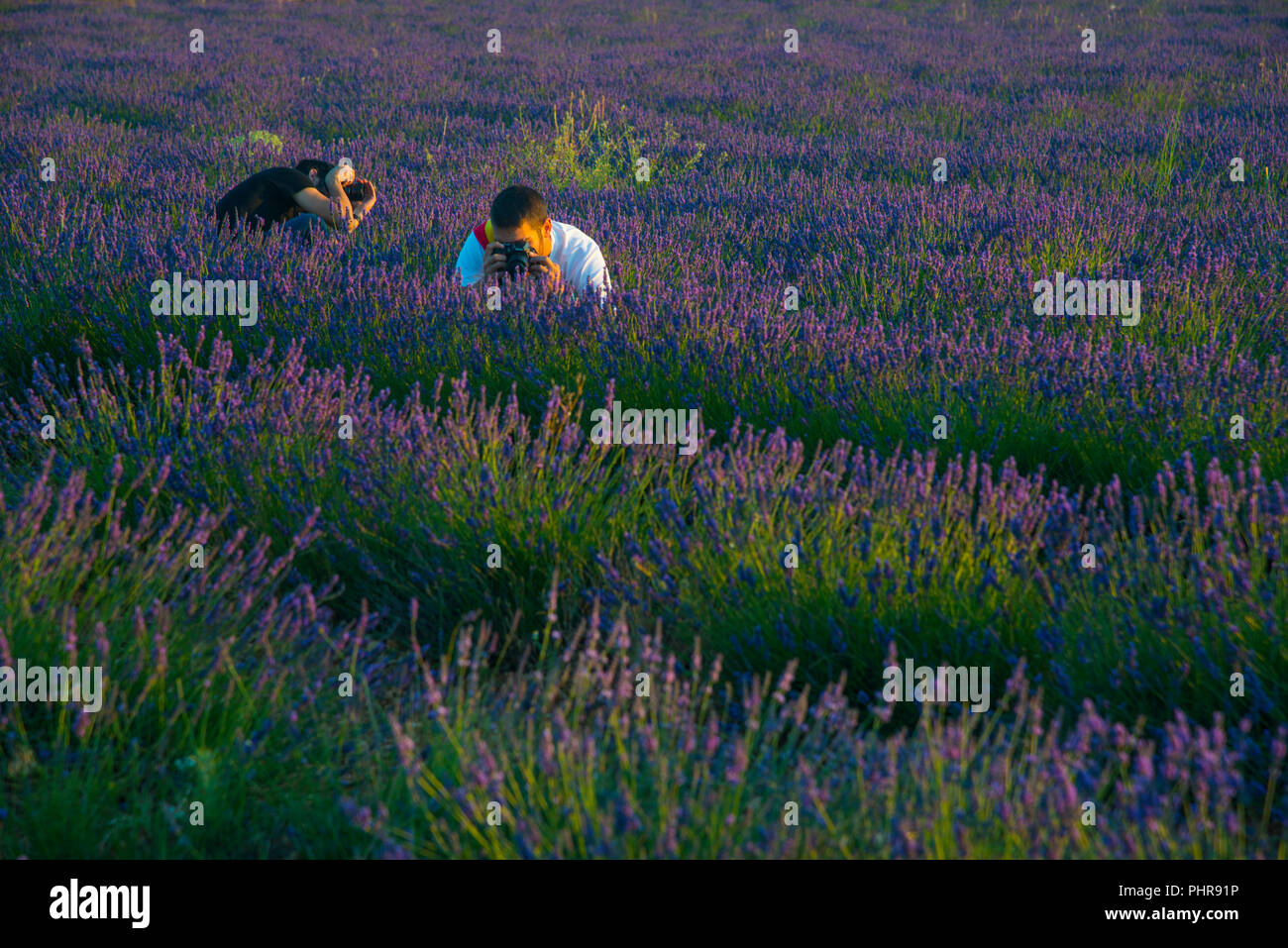 Due persone di scattare le foto del campo di lavanda. Brihuega, provincia di Guadalajara, Castilla La Mancha, in Spagna. Foto Stock
