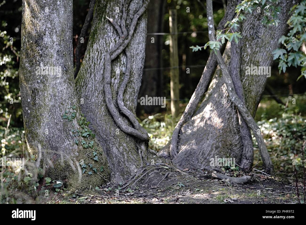 Twisted tronco di albero Foto Stock
