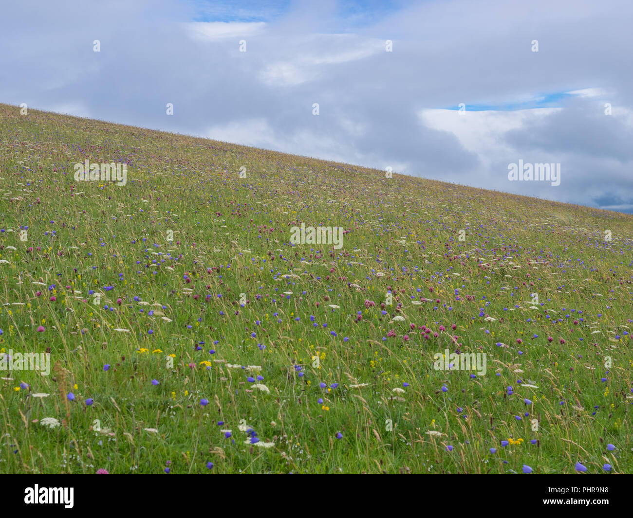 Scozzese prato di fiori di campo su un pendio Foto Stock