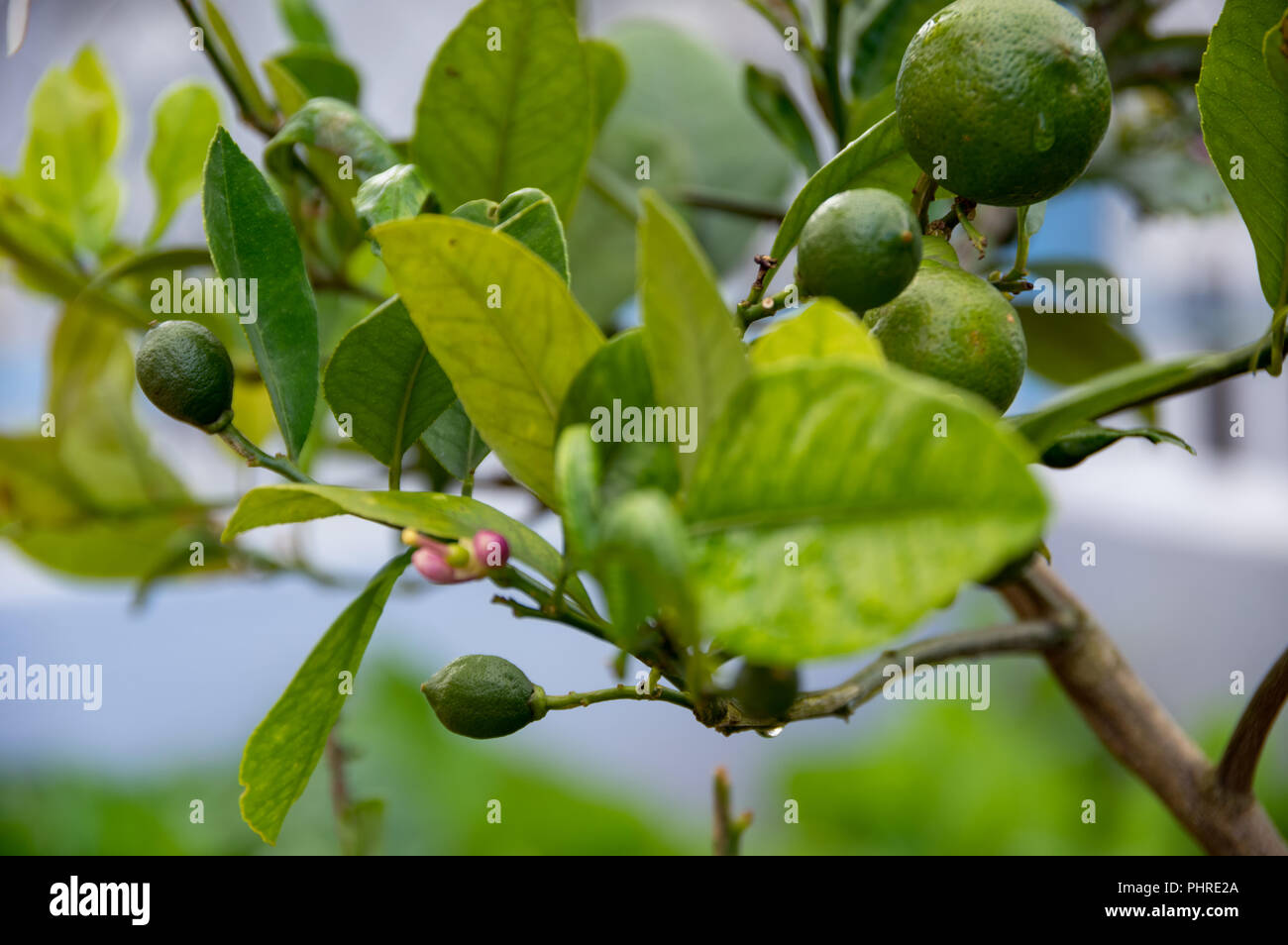 Limone I frutti, limone e fiori di limone nel mio giardino Foto Stock