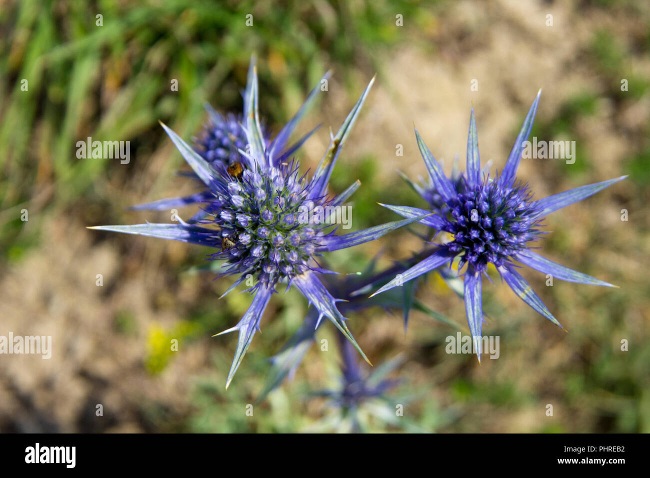 La flora della Cantabria - Eryngium bourgatii, Meditarranean mare holly Foto Stock