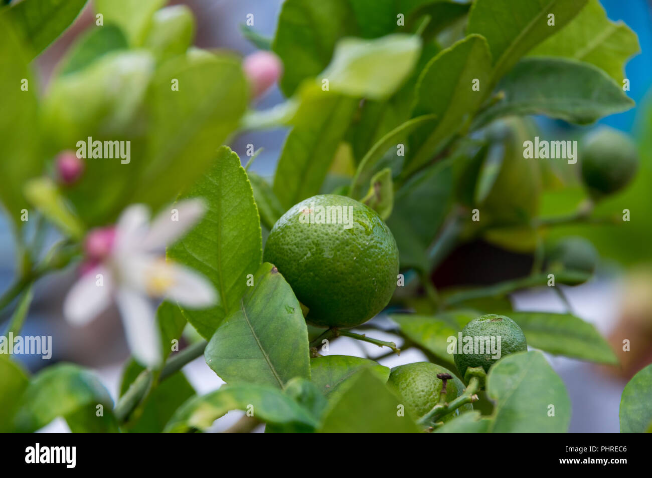 Limone I frutti, limone e fiori di limone nel mio giardino Foto Stock