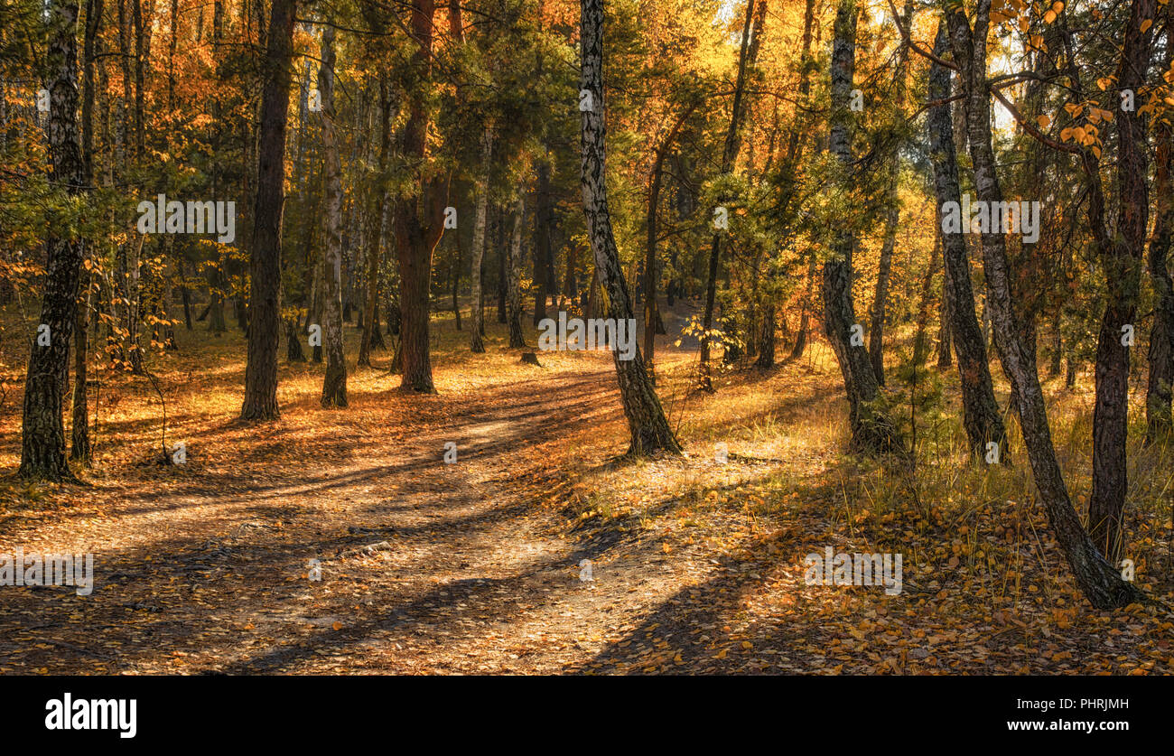 Schizzi d'autunno. paesaggio. colori autunnali. Foto Stock